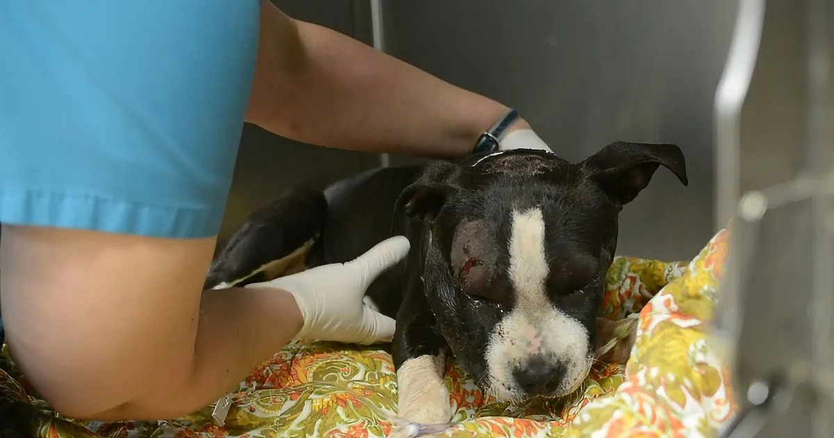 Puppy Used as Dog Fighting Bait Miraculously Survives! OMG, This Is so Terrible!
