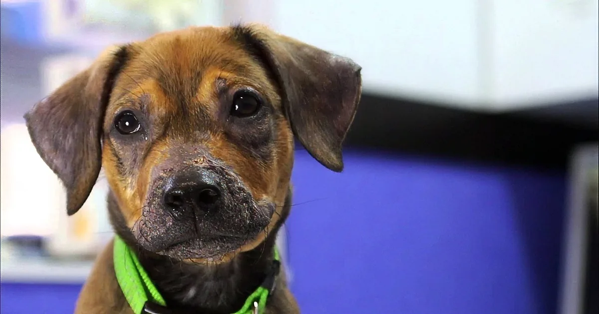 A close-up of a brown dog with a green collar, looking directly at the camera.