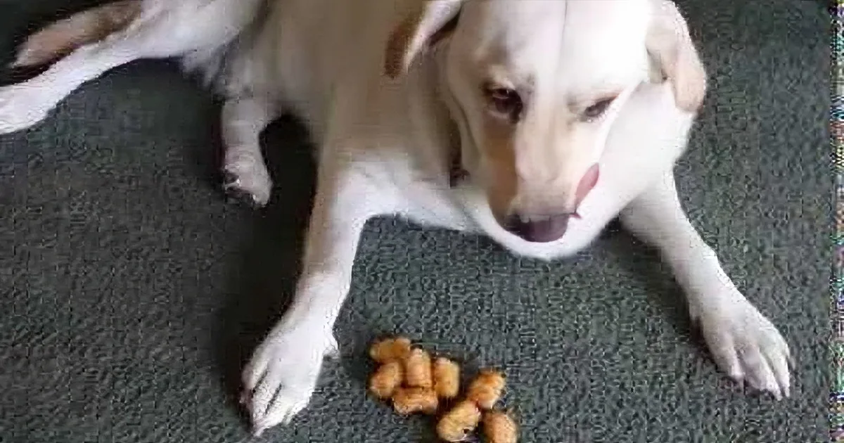 A white dog lies on a carpet, looking at scattered dog treats in front of it.