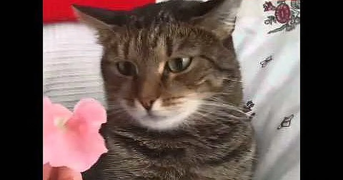 Watch How This Cat Reacts When His Human Gives Him a Flower! OMG!