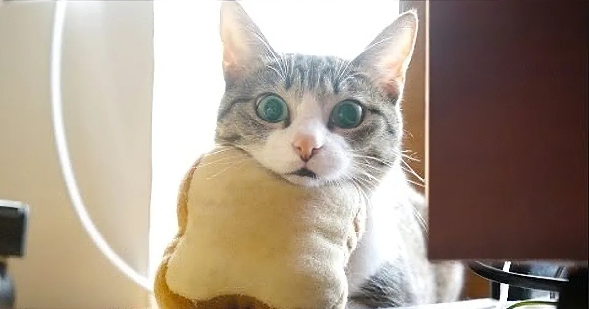 Silly Cat and Her Bread Pillow-Watch What She Does With It! LOL!