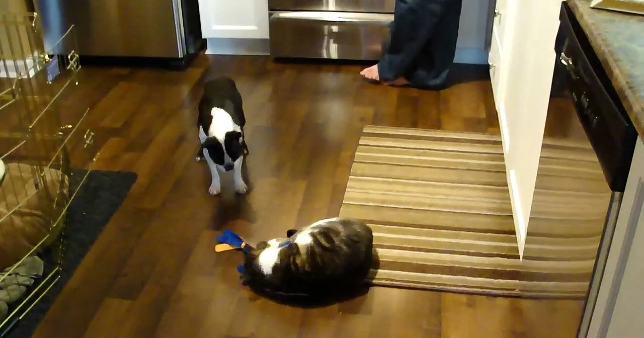 Greedy Cat Steals the Dog''s Toy. Watch What the Dog Does -- Too Funny!