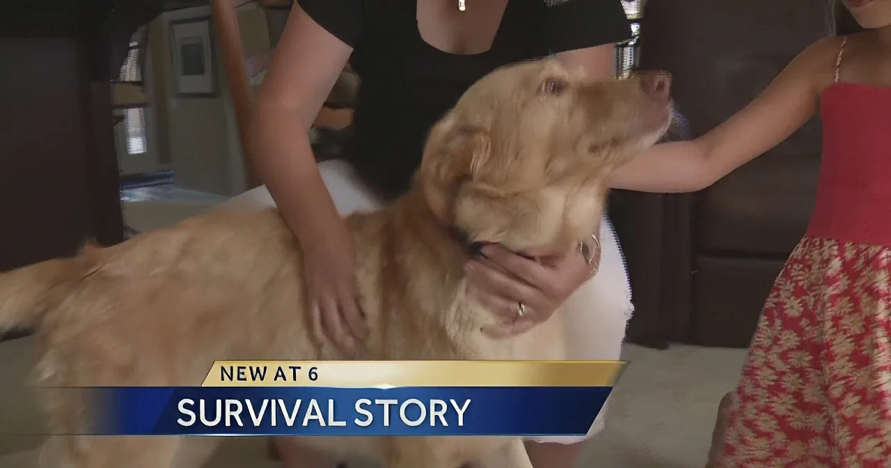 A golden retriever is being petted by two people, with a news banner reading "Survival Story" at the bottom.