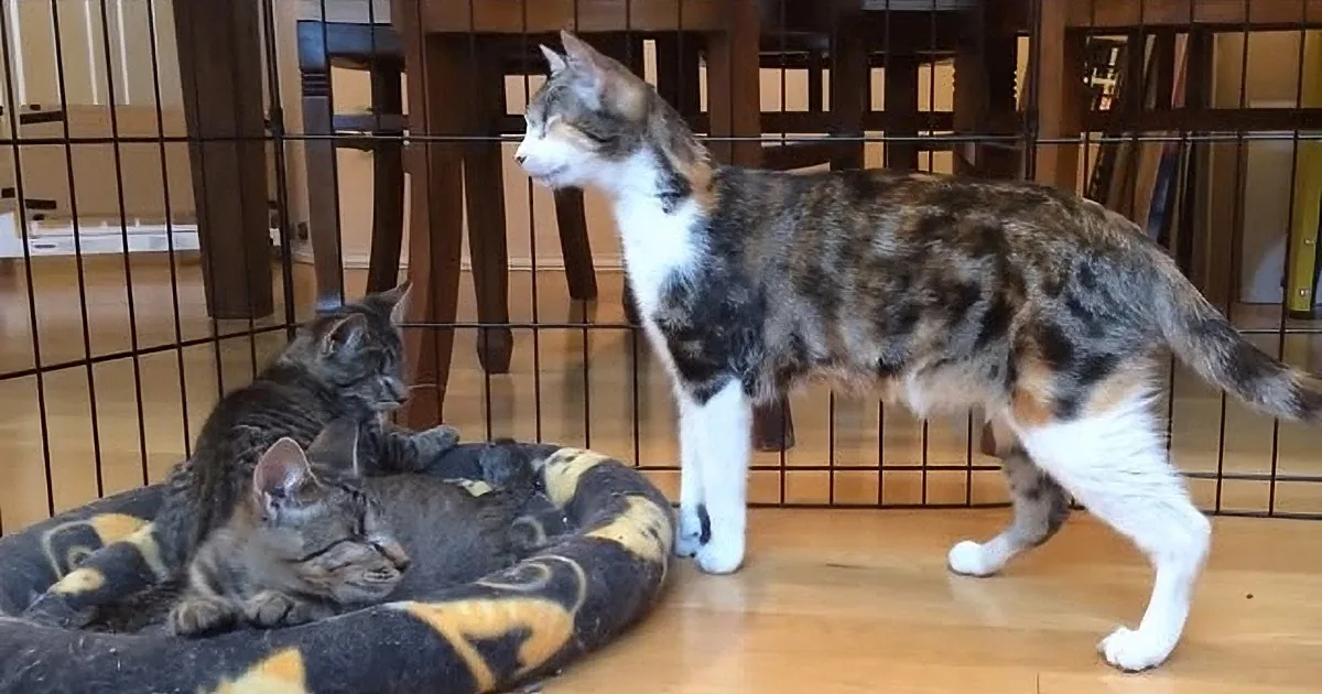 Watch This Blind Cat Mentoring Two Blind Kittens! OMG!