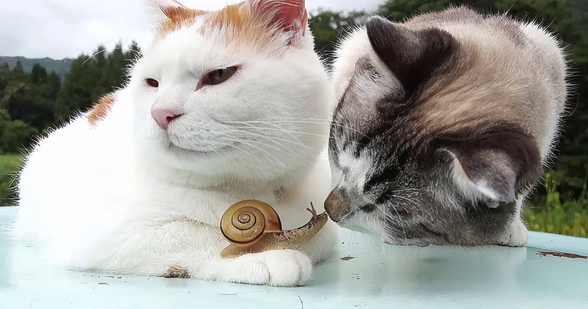 Two cats, one white and one gray, are interacting with a snail on a table.