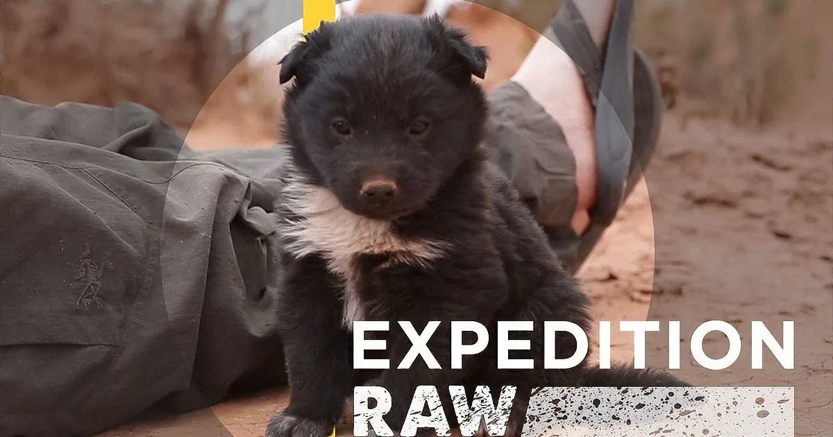 Two Adventurers Save This Cute Puppy Abandoned in the Desert!