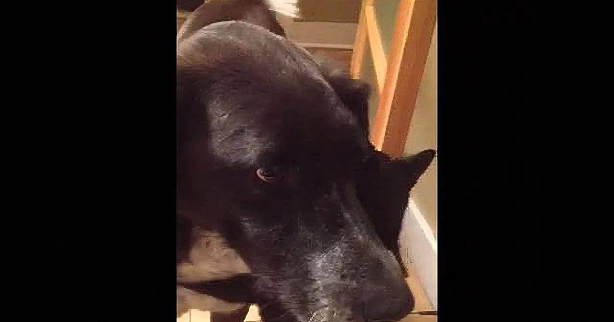 A black dog with a white patch on its chest is looking down, possibly at something on the ground.