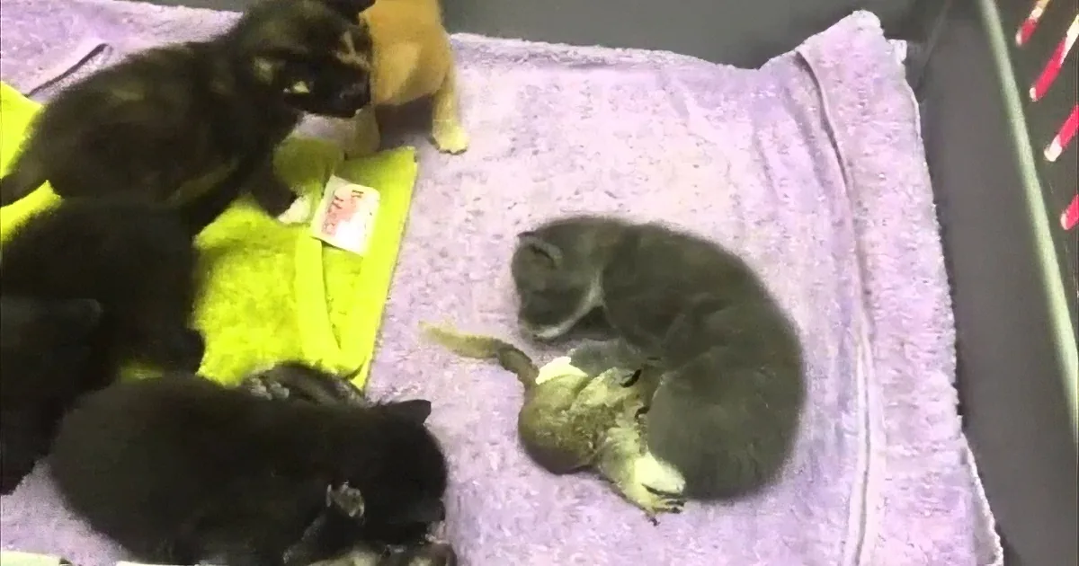 Baby Squirrel Is Adopted by a Momma Cat and Her Litter - so Sweet