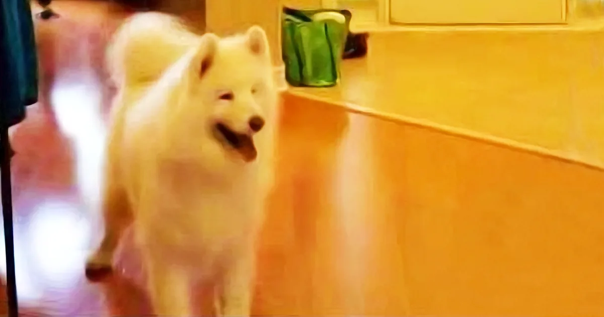 This Samoyed''s Happy Dance Will Brighten up Your Day! LOL!