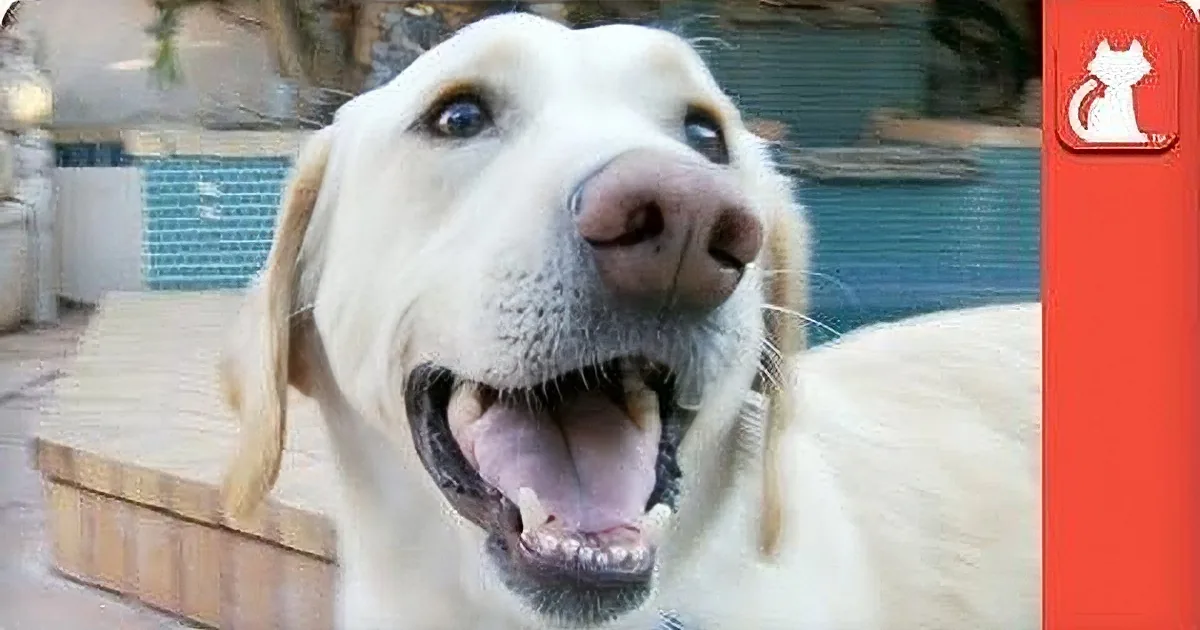 Blind Dog Left Homeless Proves Any Dog Can Give Back Love! OMG!