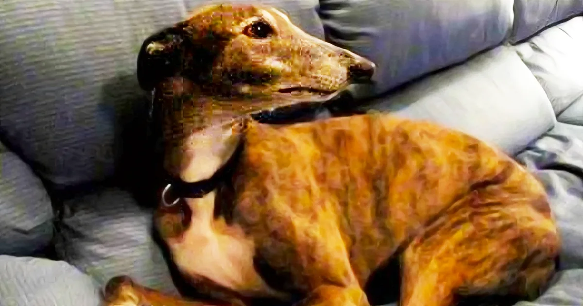 Dog Sings Along to Video Game Theme Song! LOL!