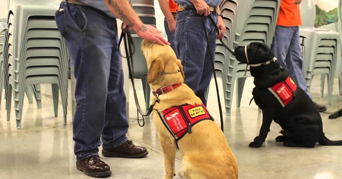 A person pets a yellow Labrador puppy wearing a service dog vest.