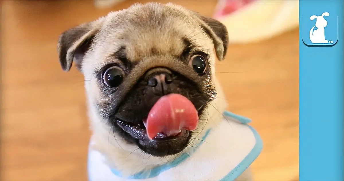Baby Pugs Have a Faux Wrestling Match in This Adorable Clip!