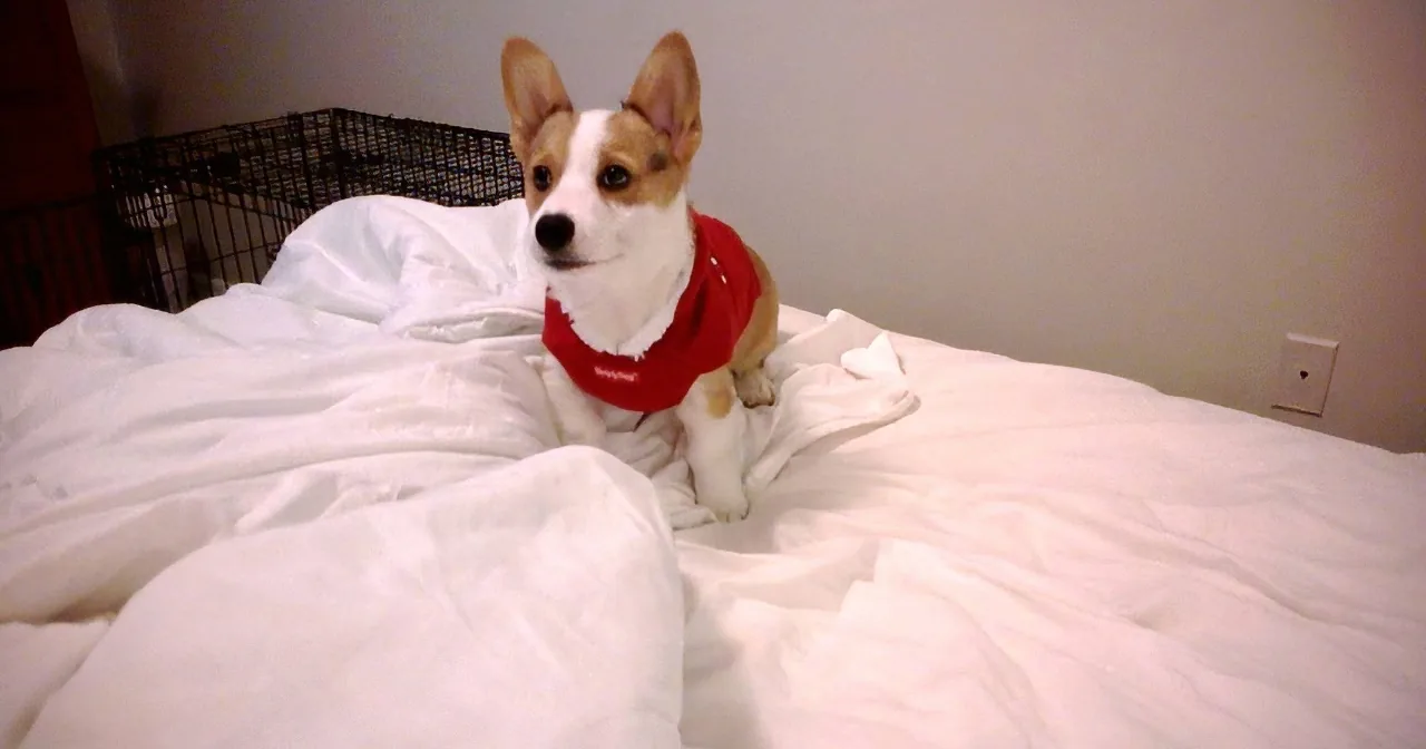 This Adorable Corgi Has the Brightest Smile of Them All. See What His Owners Got Him for Christmas.