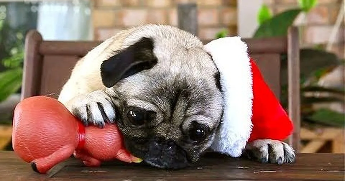 These Pugs Seem to Be in a Cheerful Mood. You Will Be Delighted When You Find out Why!