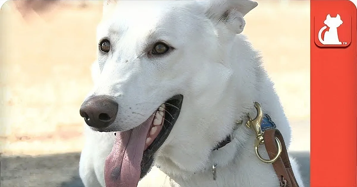 A white dog with a black collar and leash, panting with its tongue out.