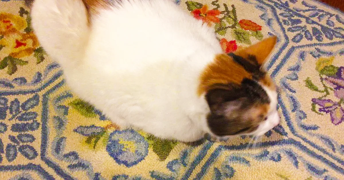 A fluffy white and brown cat rests on a colorful patterned rug with floral designs.