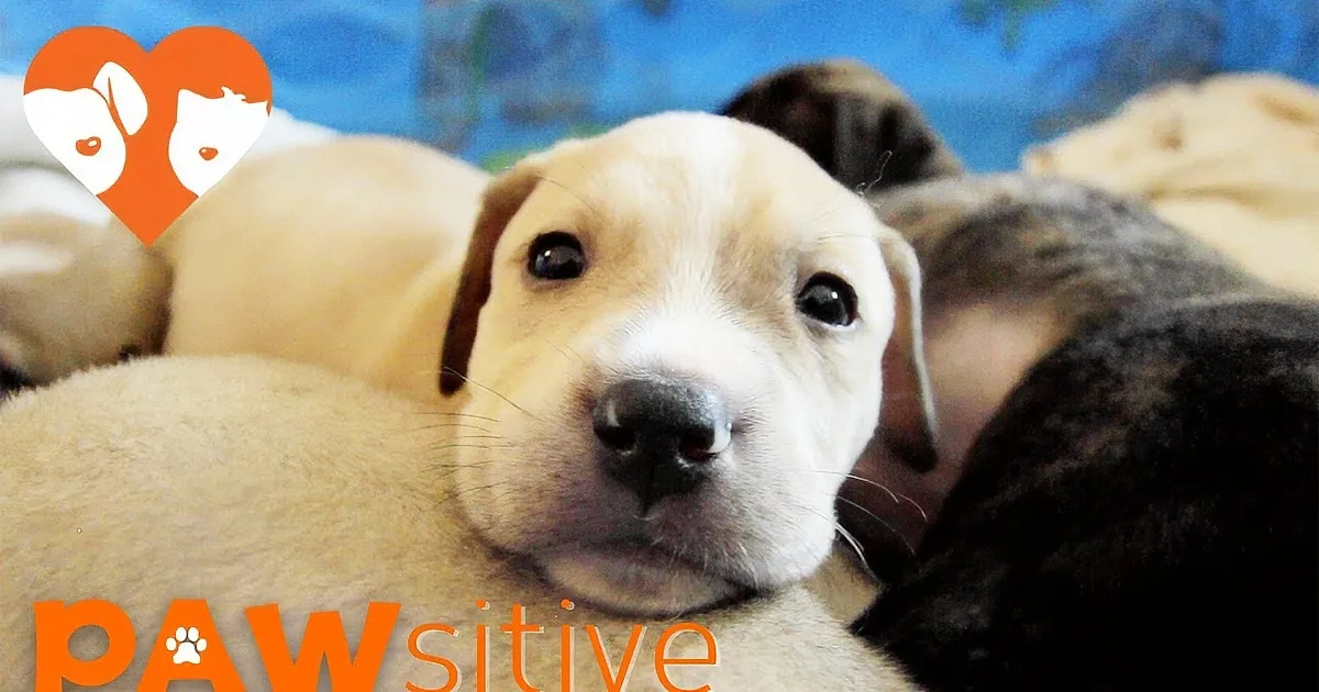 A light brown puppy with a white muzzle and dark eyes is lying down, surrounded by other puppies.