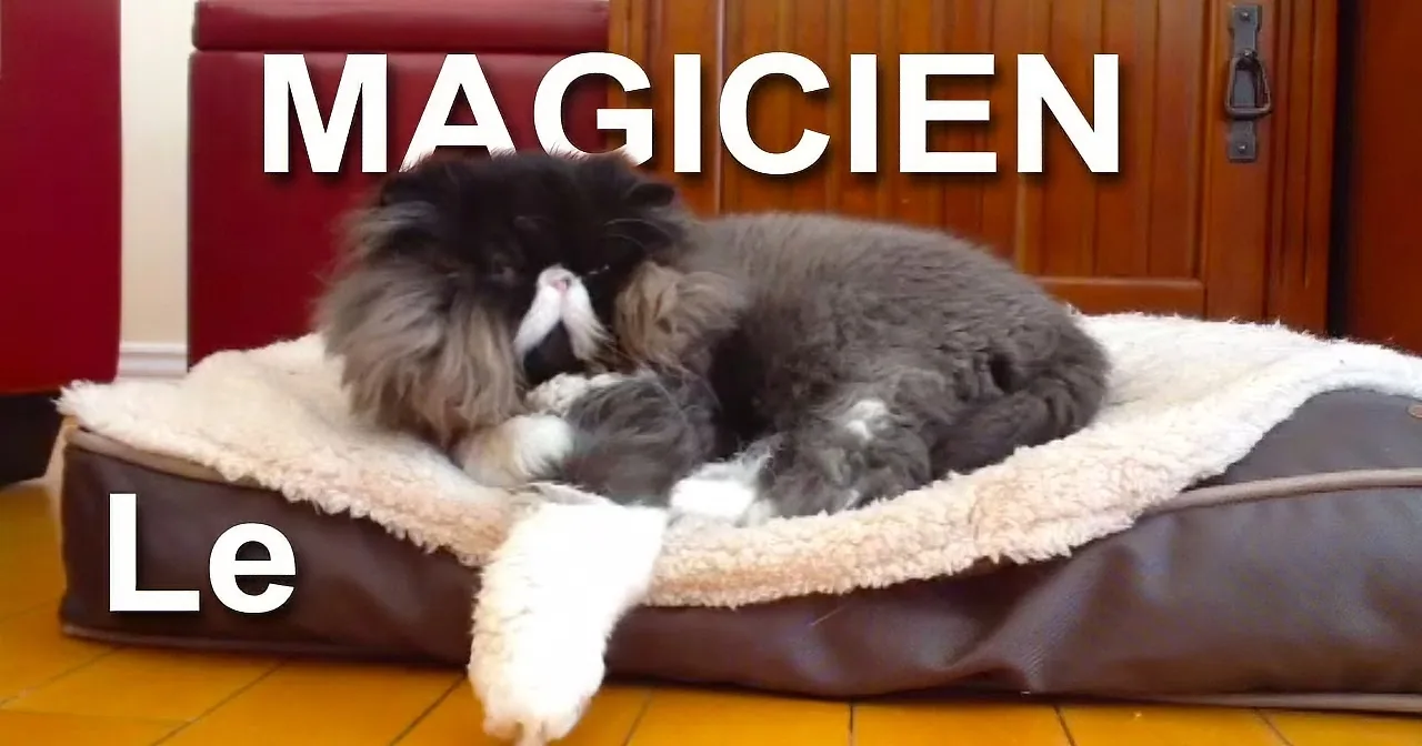 A fluffy cat lounges on a brown cushion with a white blanket, appearing relaxed and content.