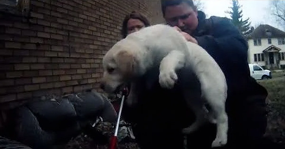 Seven Abandoned Puppies Rescued From Outdoor Couch! OMG!