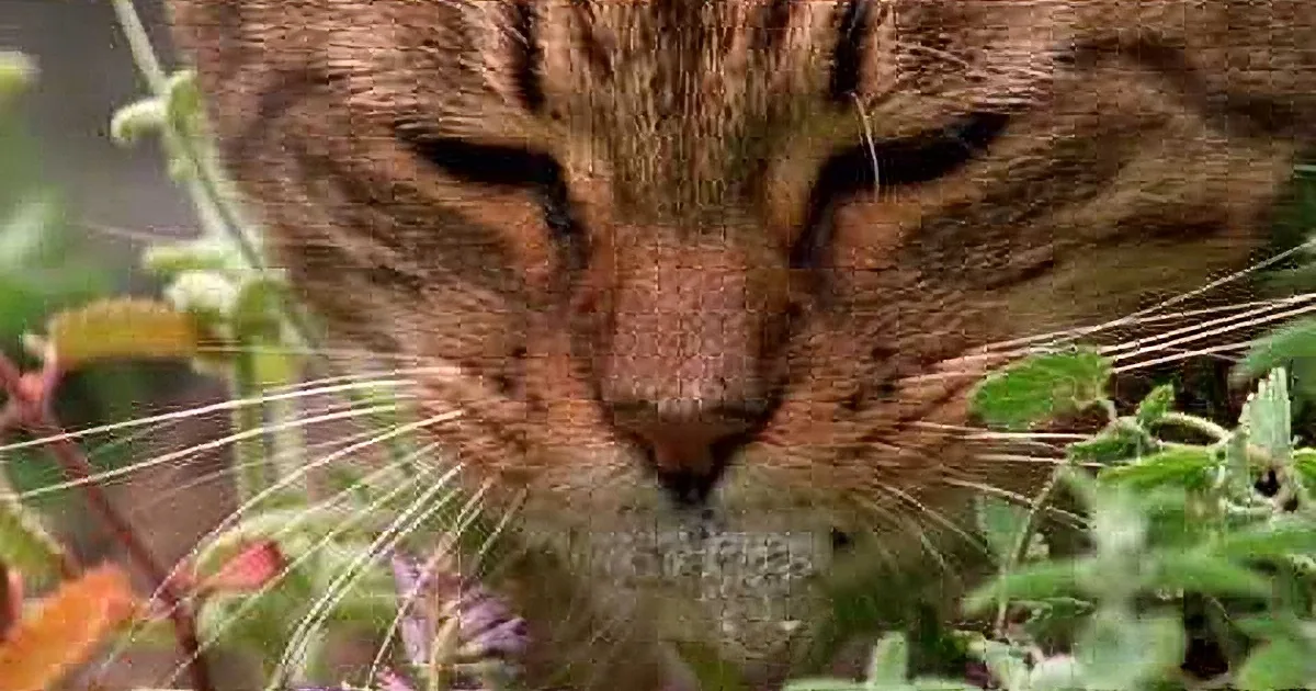 Ever Wonder Why Cats Love Catnip so Much? Watch This to Find Out!