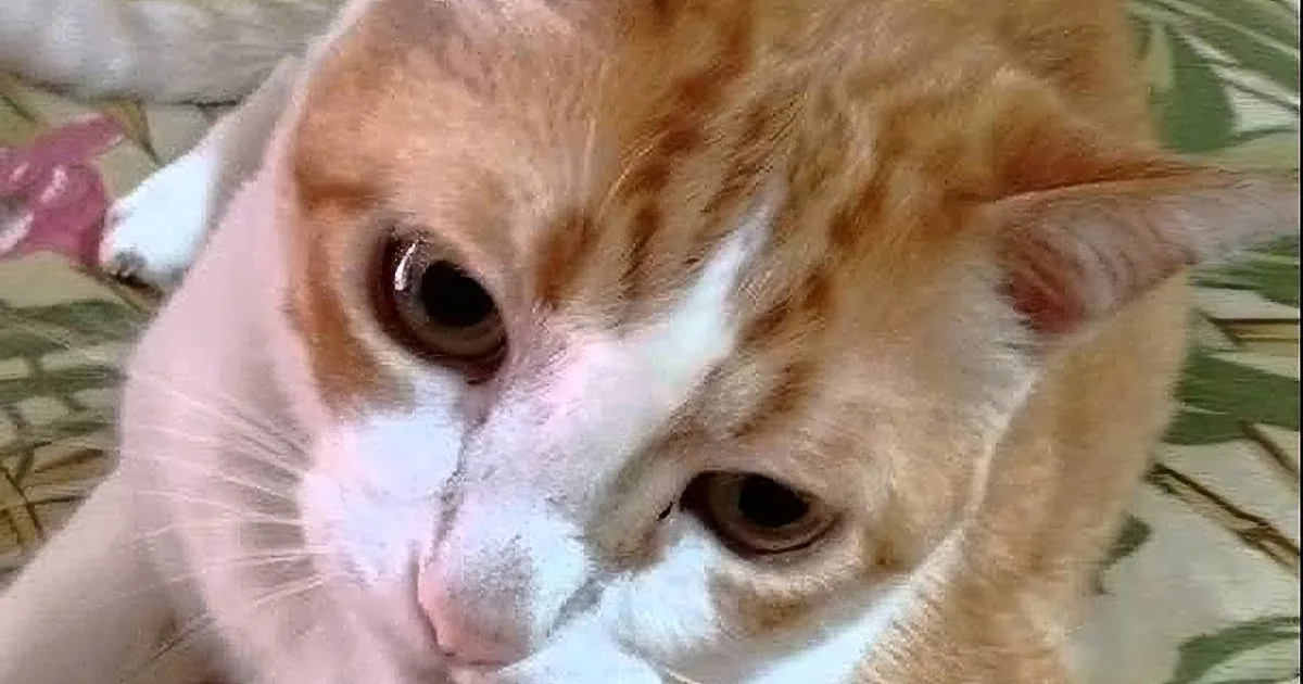 This Cat''s Reaction to His Favorite Song Is Hysterical! LOL!