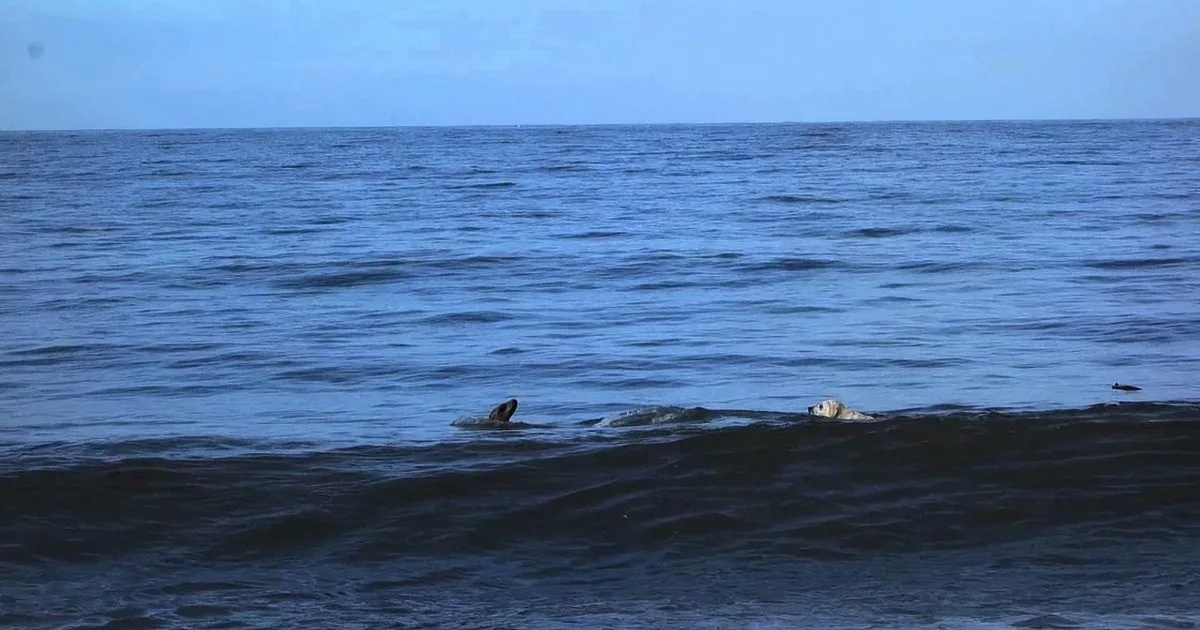 Dog Swims out in the Ocean to Make Friends With a Seal! so Funny!