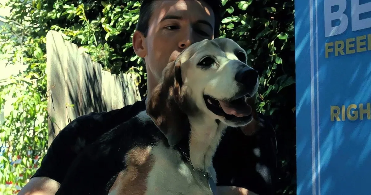 Three Senior Beagles Are Rescued From a Lab and Feel Grass for the First Time! OMG!