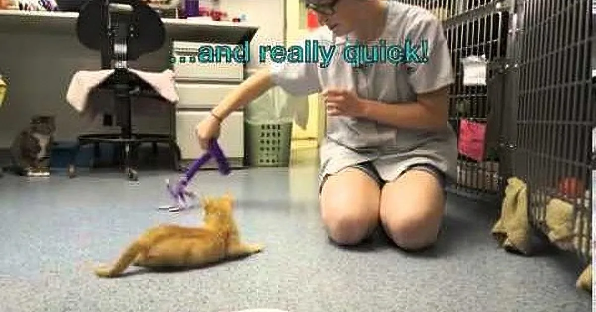 A person plays with a toy with a ginger cat on a blue floor, near a cage.