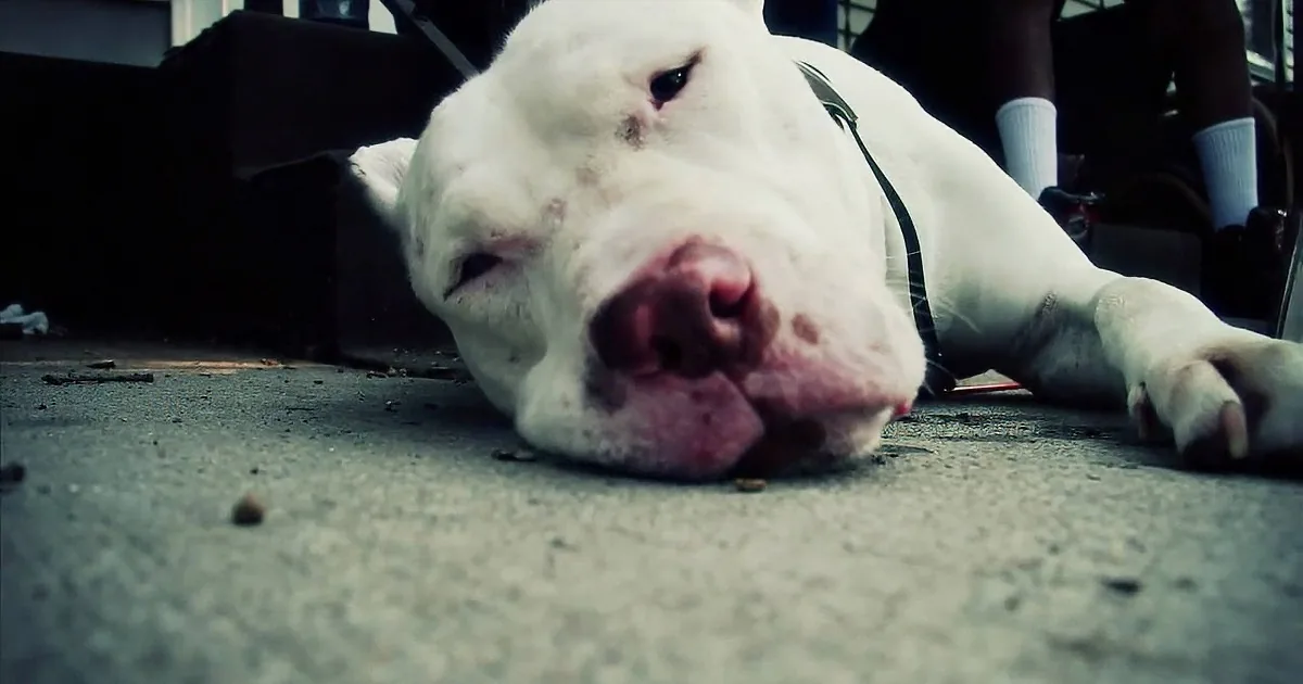 Neglected Pit Bull Beat the Odds to Make a Stunning Transformation! OMG!