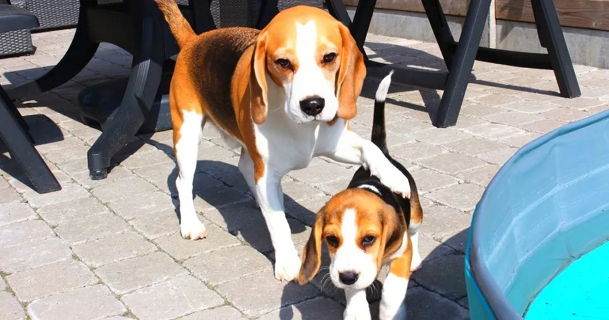 Cute Beagle Meets Little Puppy Sister for the First Time! Aww!