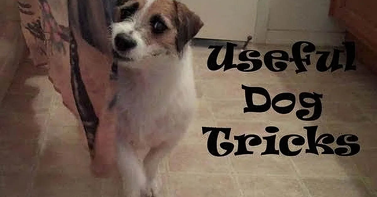 This Dog Just Woke up. Wait Till You See What He Does During the Day! Unbelievable!