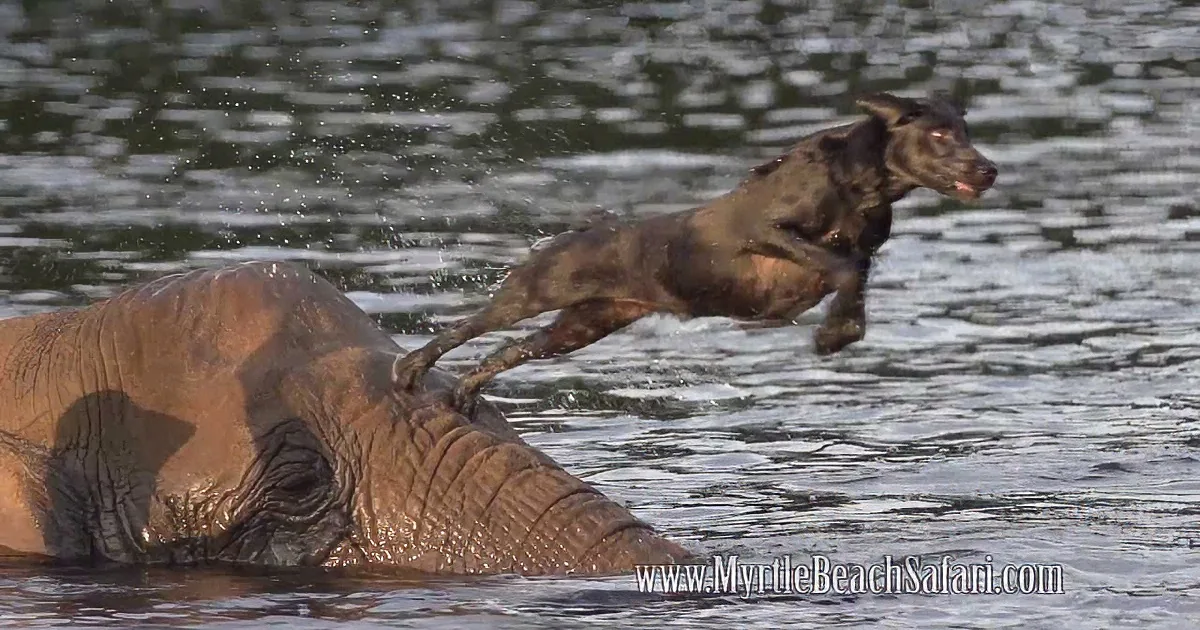 She Left That Dog Alone With That Huge Elephant. When She Came Back? Wow!