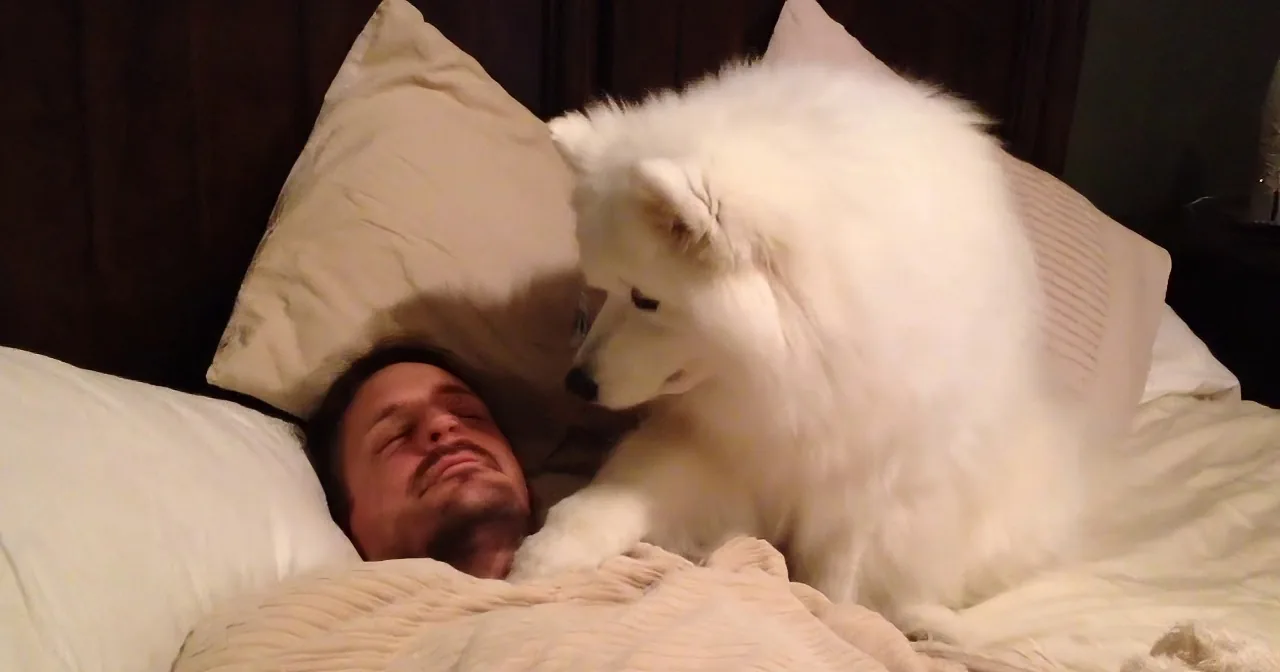 This Dog Walks Over Onto His Dad''s Bed. What He Does Next Will Melt Your Heart! Wow!