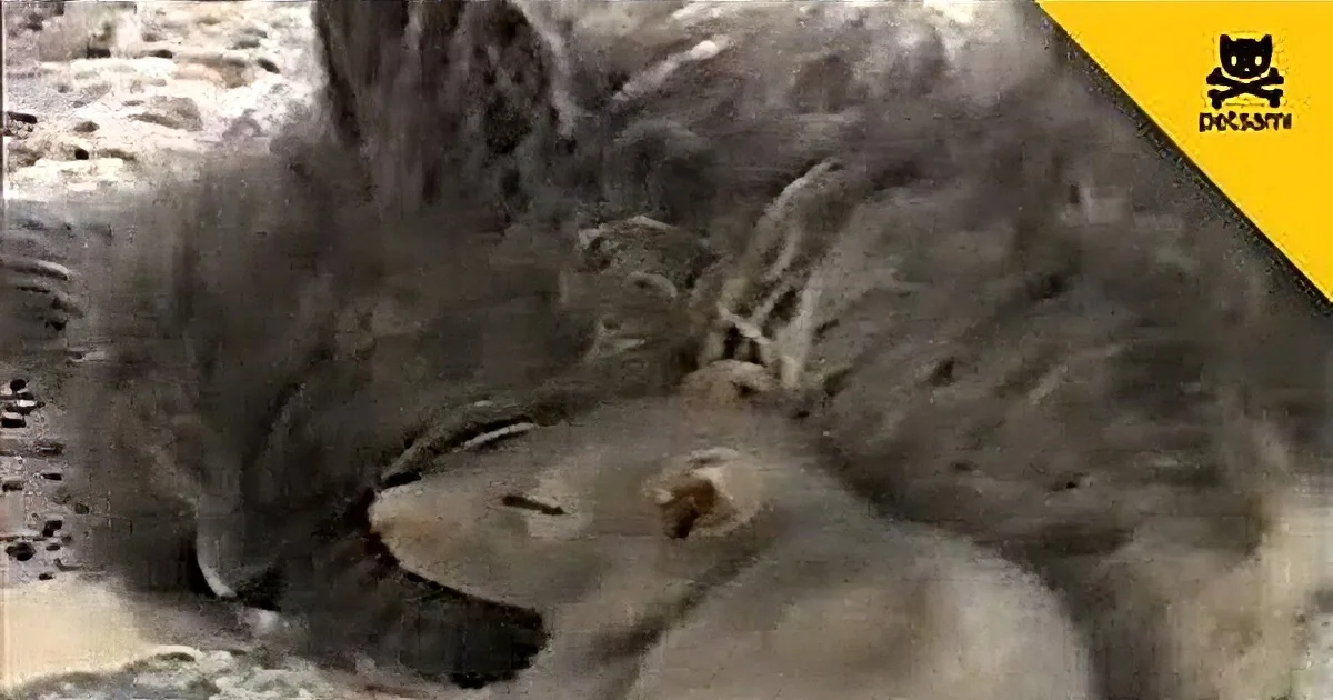 A Rat Sneaks up in Front of That Cat. What the Cat Does Next? I Can''t Believe My Eyes! OMG!