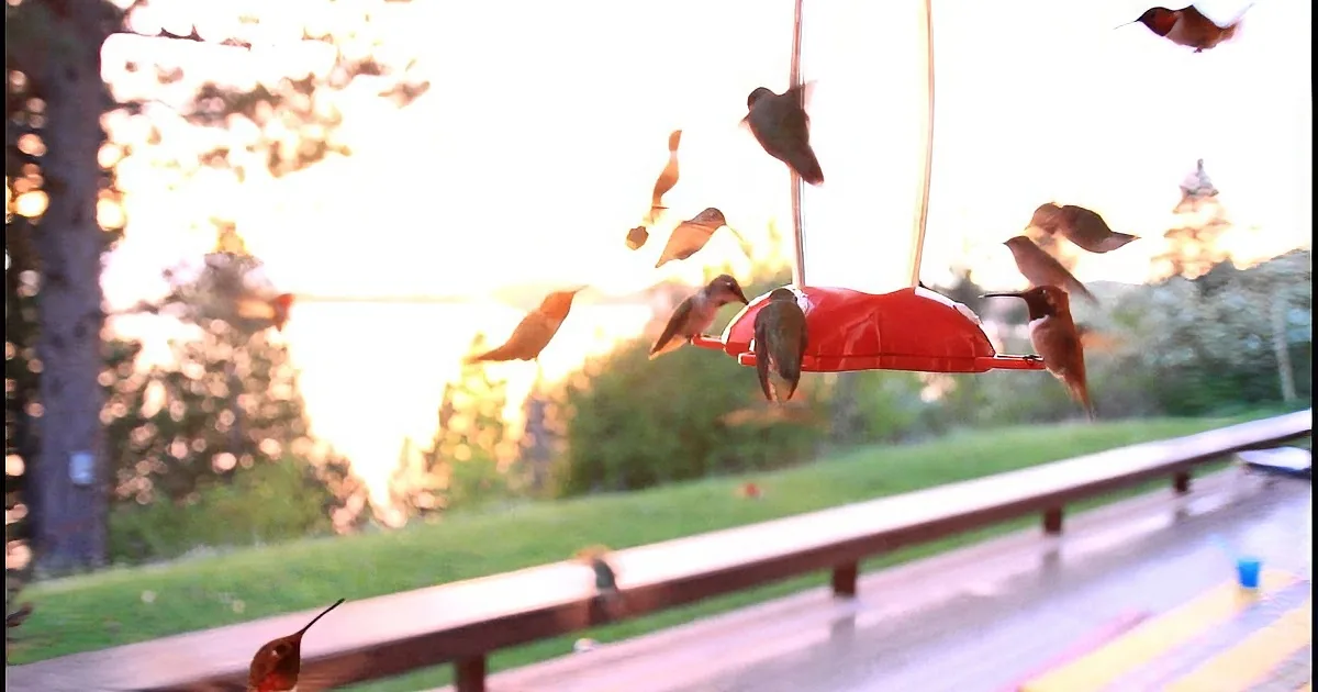 He Was Filming 2 Hummingbirds on His Camera; I Never Expected This to Happen Next! Stunning!