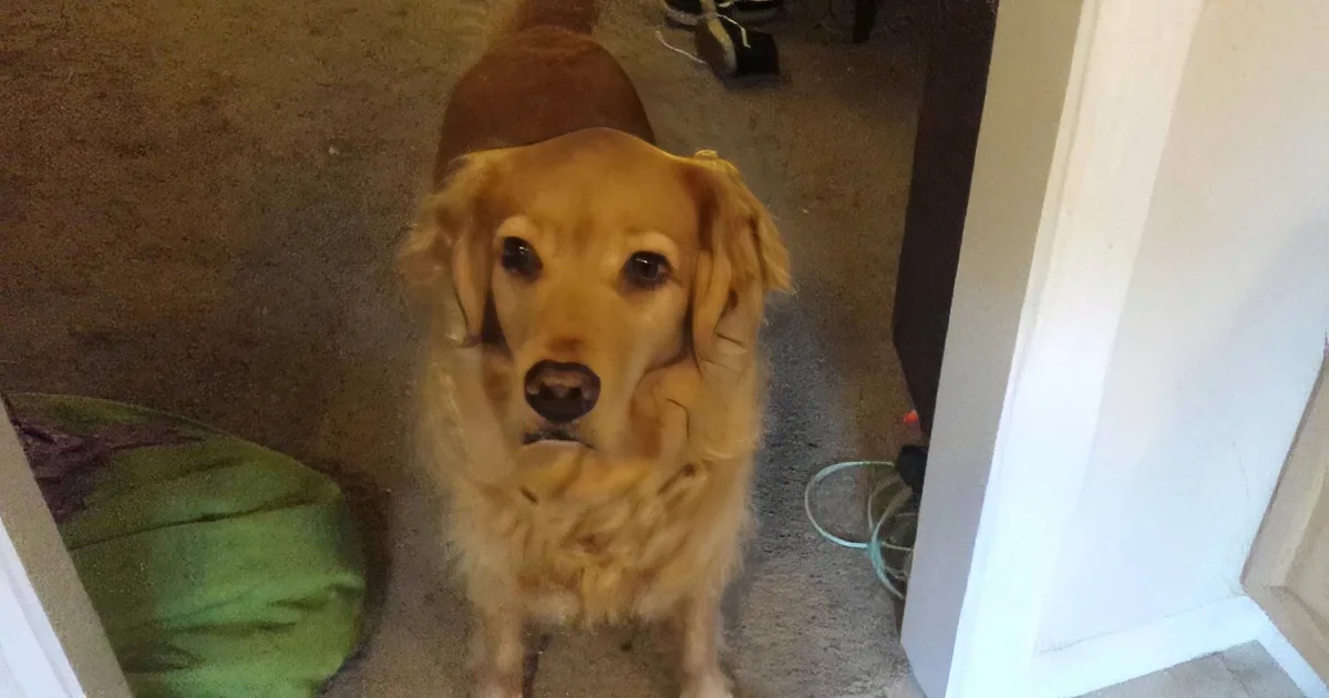 This Dog Doesn''t Want to Eat Her Food, Wait Till You See What Dad Did to Convince Her! Rofl!