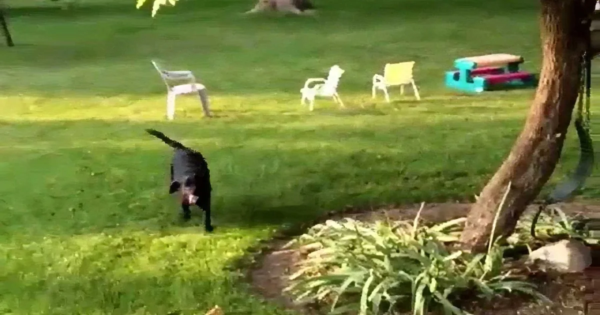 A black cat walks through a grassy yard with a tree, chairs, and a picnic table in the background.