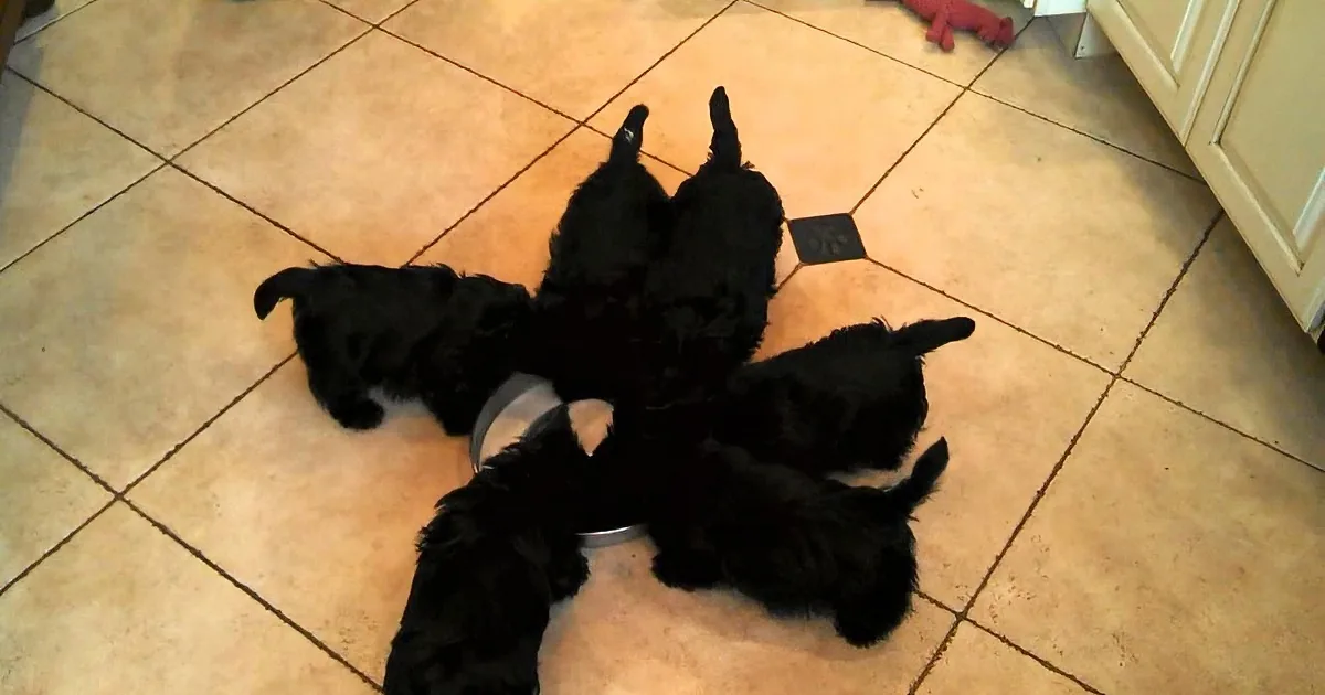 Three black puppies are lying on a tiled floor, seemingly resting or playing.