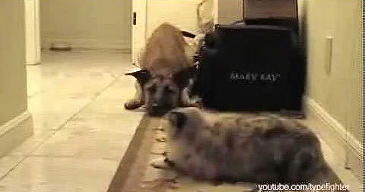 A German Shepherd dog is lying on the floor, partially obscured by a black object.