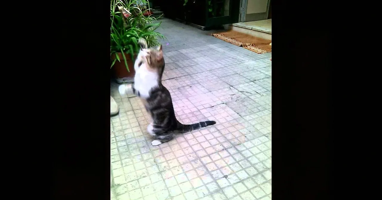 This Cat''s ''Play Dead'' Trick Deserves an Oscar Nomination! LOL!