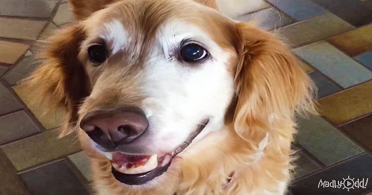 This Cute Dog Is Given Her Cancer Test Results. Her Reaction Is Winning the Hearts of Millions