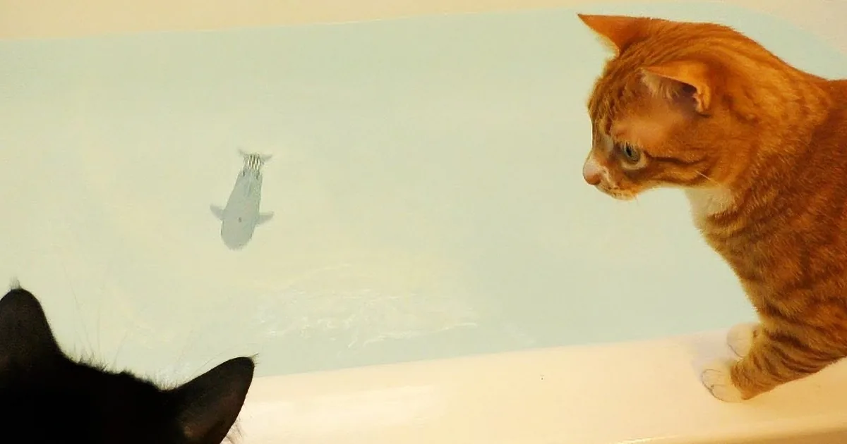 Two Cats Discover Shark in the Bathtub! Watch How They React to It! Whoa!