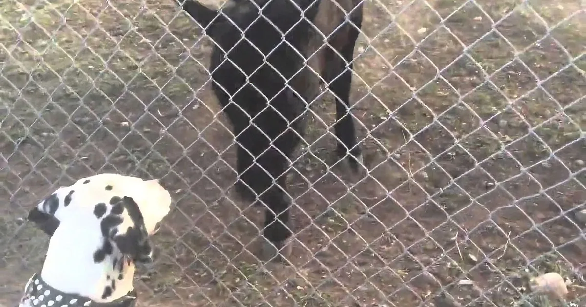 Happy Cows Want to Play With Adorable New Dalmatian Friend
