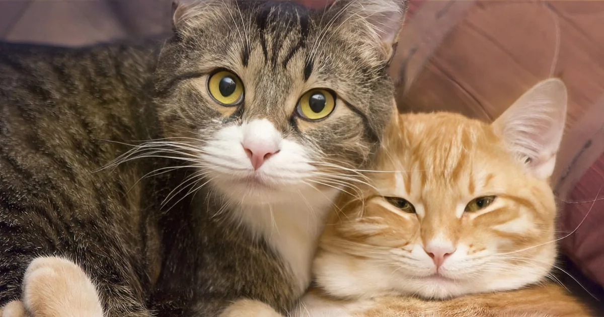 Two cats, one tabby and one orange, are cuddling and looking directly at the camera.