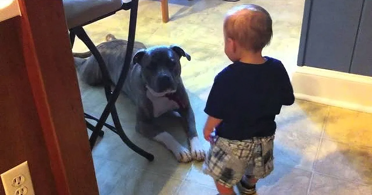 Watch the Adorable Moment This Pit Bull Meets a Baby! so Cute!