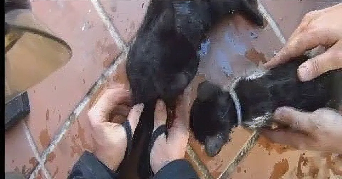 Watch This Raw Footage of Fire Fighters Reviving Four Kittens Using Oxygen Masks! Wow!