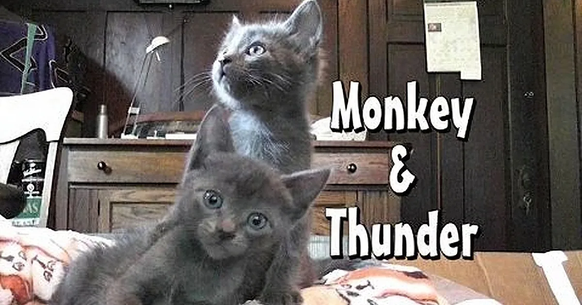 Two gray kittens sit on a patterned blanket, one looking up, in a cozy room with furniture and a lamp.