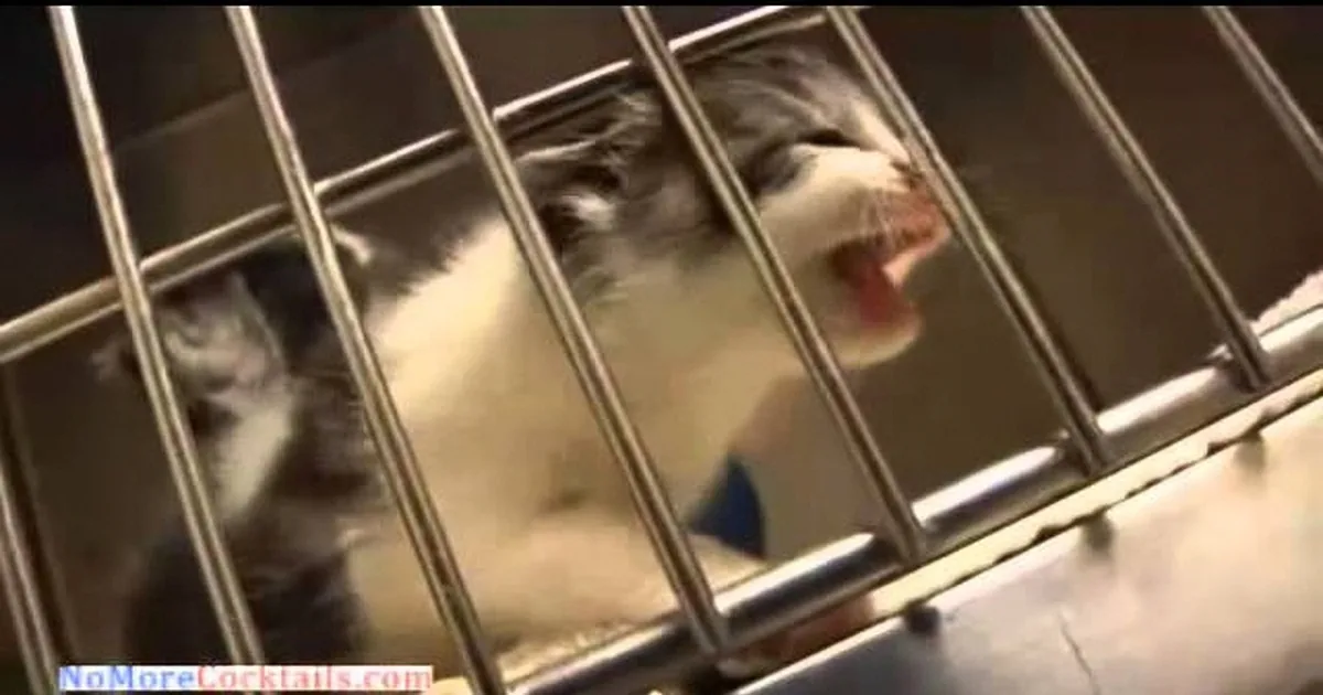 Dog Found in Deep Ravine Nursing an Orphaned Kitten! Wow!