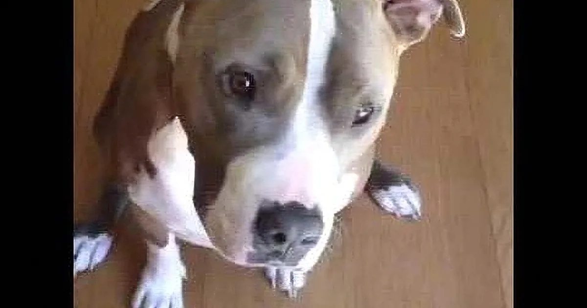 Pit Bull Spits out Broccoli After Owner Tries to Sneak Her a Piece! LOL!
